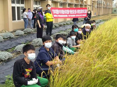 學生依序進行割稻體驗